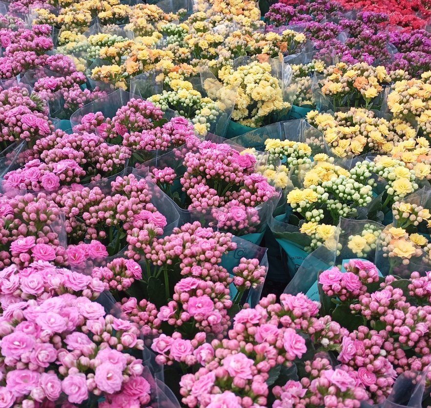 Flor cultivada com substrato Mogifertil