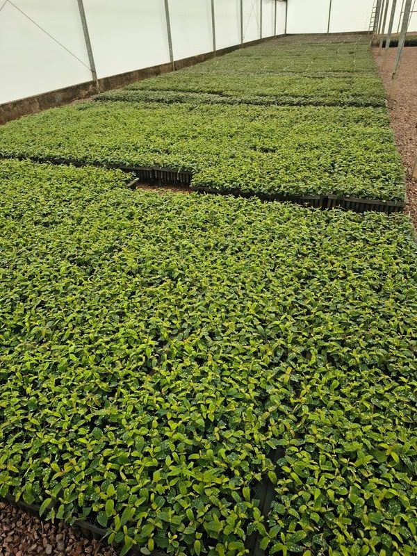 Viveiro com mudas produzidas em substrato Mogifertil